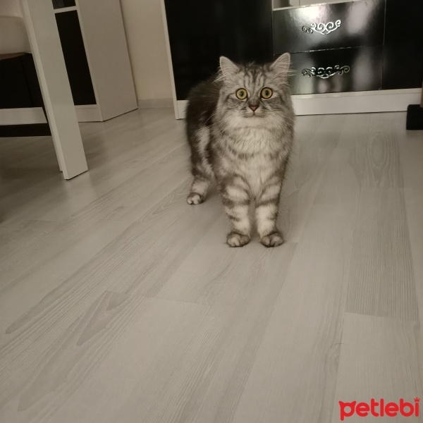British Longhair, Kedi  Zilli fotoğrafı