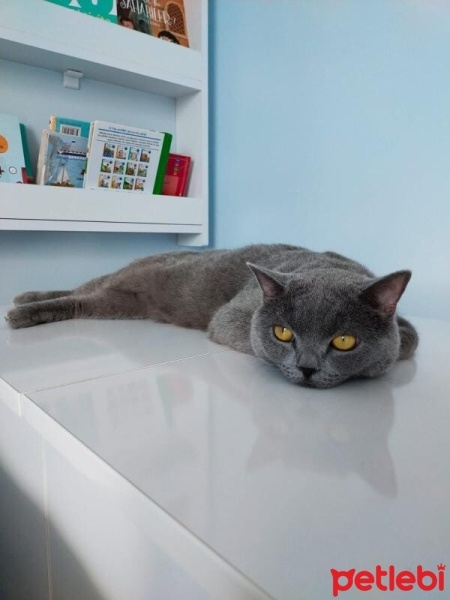 British Shorthair, Kedi  Duman fotoğrafı