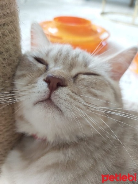 British Shorthair, Kedi  Balım fotoğrafı