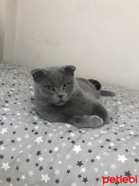 British Shorthair, Kedi  Duman fotoğrafı