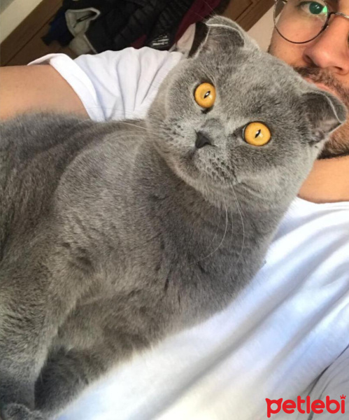 British Shorthair, Kedi  Duman fotoğrafı