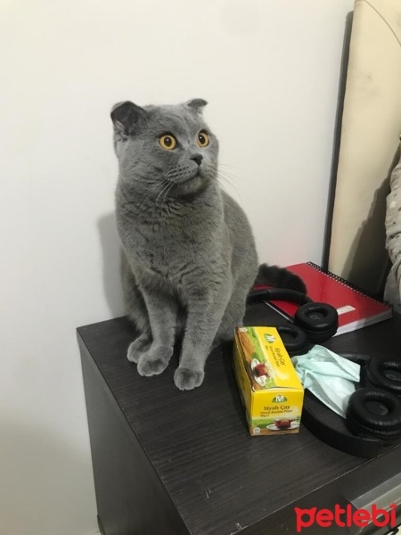 British Shorthair, Kedi  Duman fotoğrafı
