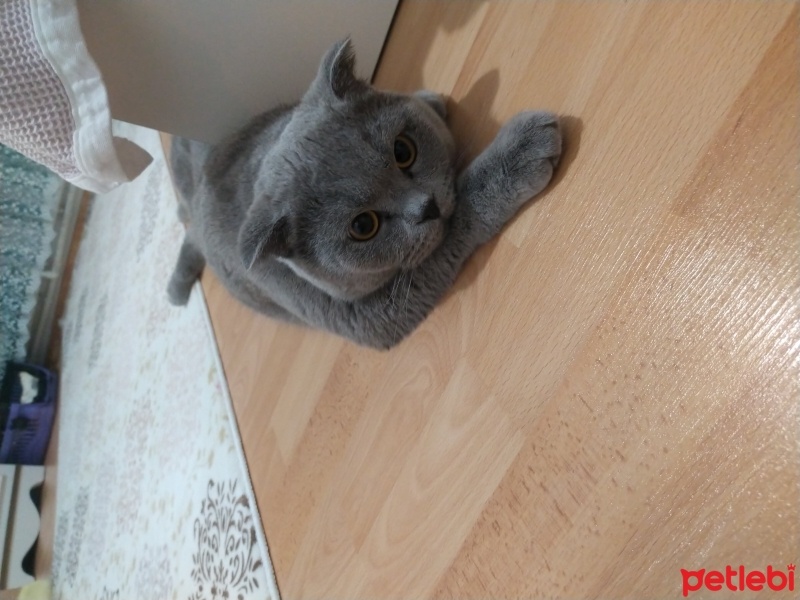 British Shorthair, Kedi  Duman fotoğrafı