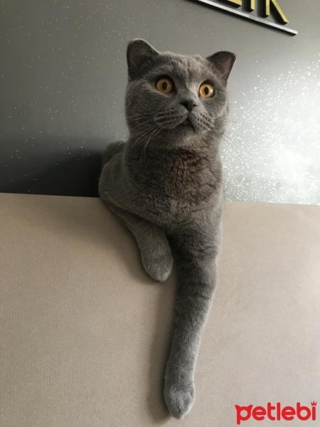 British Shorthair, Kedi  Duman fotoğrafı