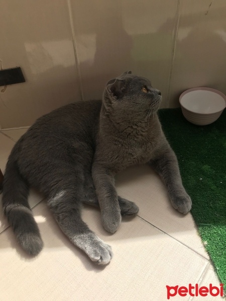 British Shorthair, Kedi  Duman fotoğrafı
