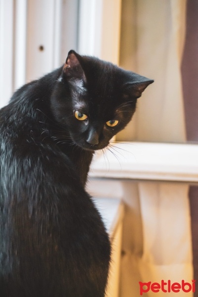 Tekir Kedi, Kedi  Dişsiz fotoğrafı