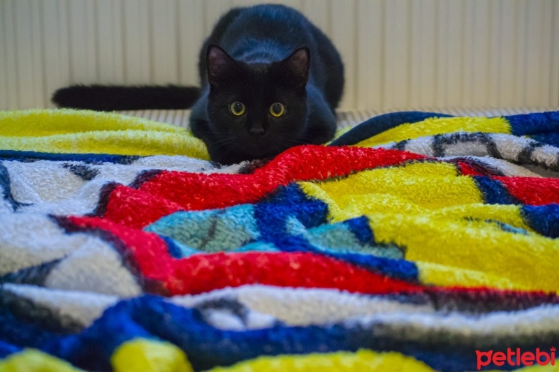 Tekir Kedi, Kedi  Dişsiz fotoğrafı