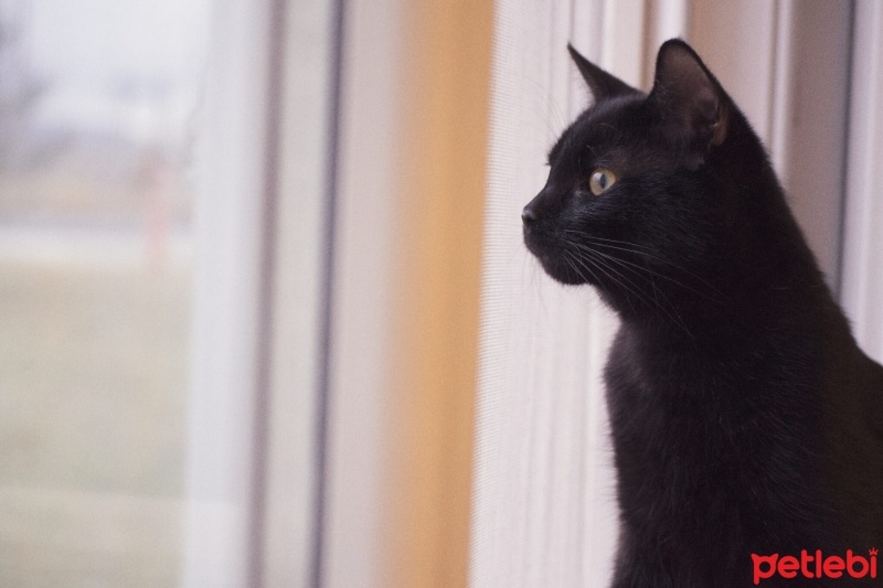Tekir Kedi, Kedi  Dişsiz fotoğrafı