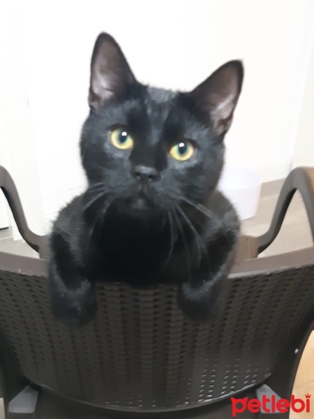 Tekir Kedi, Kedi  Dişsiz fotoğrafı