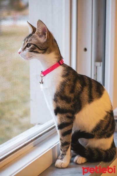 Tekir Kedi, Kedi  Şans fotoğrafı