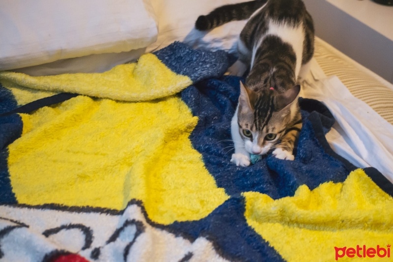 Tekir Kedi, Kedi  Şans fotoğrafı