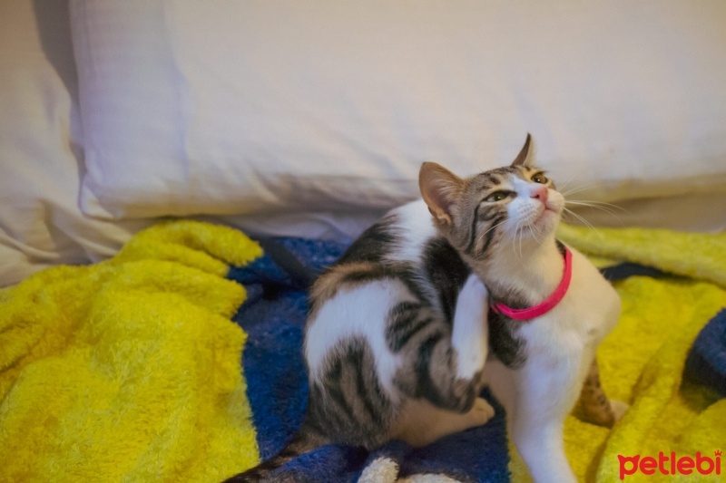 Tekir Kedi, Kedi  Şans fotoğrafı