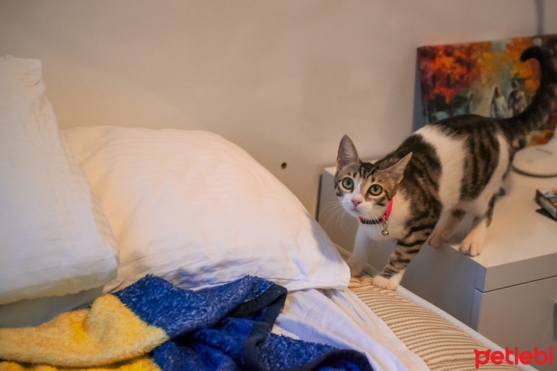 Tekir Kedi, Kedi  Şans fotoğrafı
