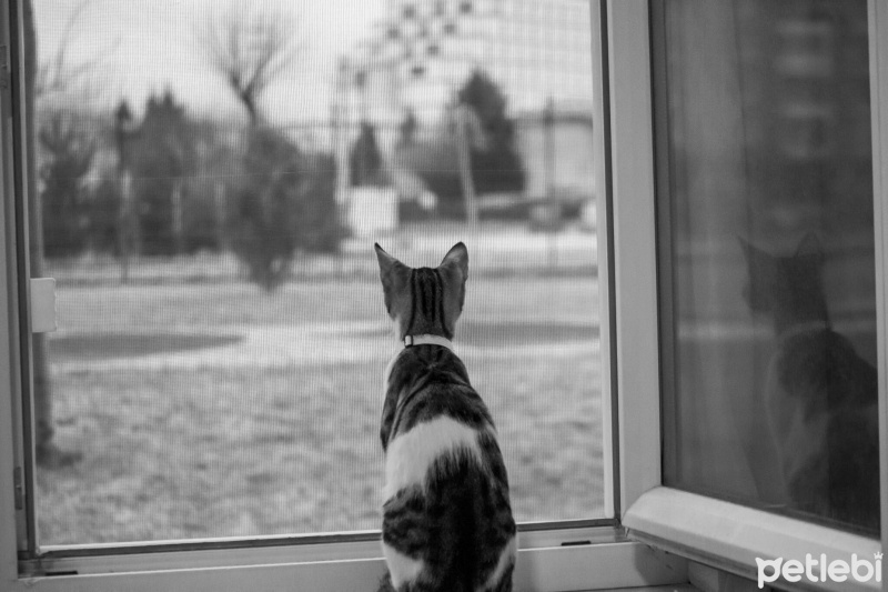 Tekir Kedi, Kedi  Şans fotoğrafı