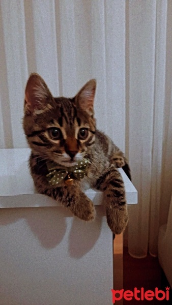 Tekir Kedi, Kedi  Pati fotoğrafı