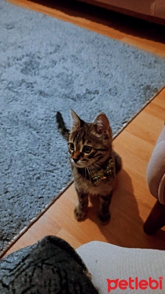 Tekir Kedi, Kedi  Pati fotoğrafı