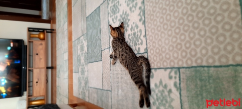 Tekir Kedi, Kedi  Pati fotoğrafı