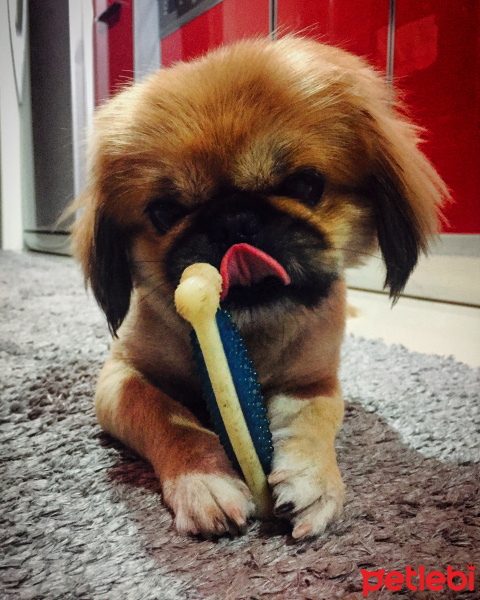 Pekingese, Köpek  TARÇIN fotoğrafı