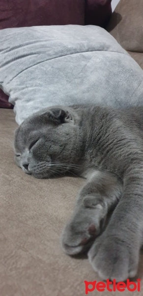 Scottish Fold, Kedi  Duman fotoğrafı