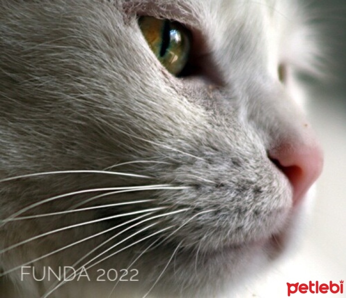 Ankara Kedisi, Kedi  Maviş fotoğrafı