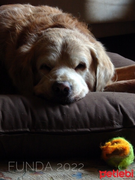 Golden Retriever, Köpek  Dingoş fotoğrafı
