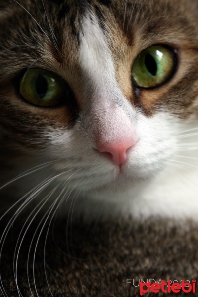 Tekir Kedi, Kedi  Sıdıkoş fotoğrafı
