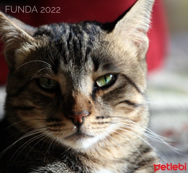 Tekir Kedi, Kedi  Tombalak fotoğrafı