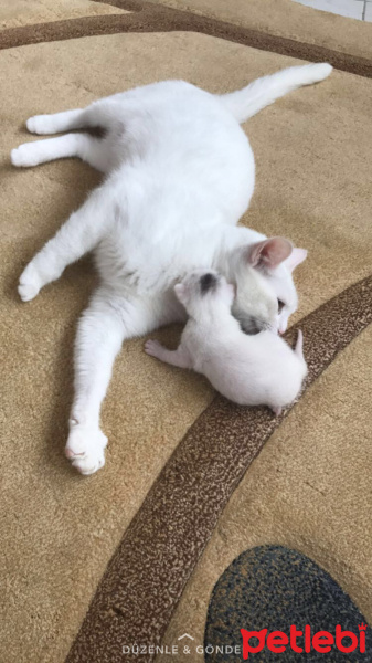 Ankara Kedisi, Kedi  Pamuk ve yavrusu fotoğrafı