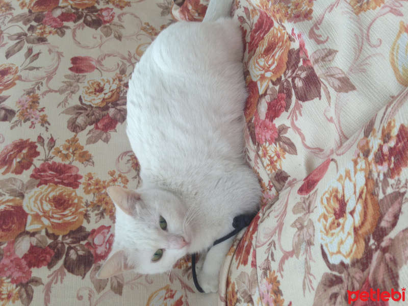Ankara Kedisi, Kedi  Pamuk ve yavrusu fotoğrafı