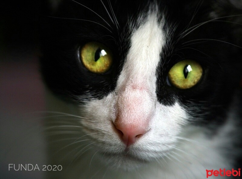 Tuxedo (Smokin) Kedi, Kedi  Mıstık fotoğrafı