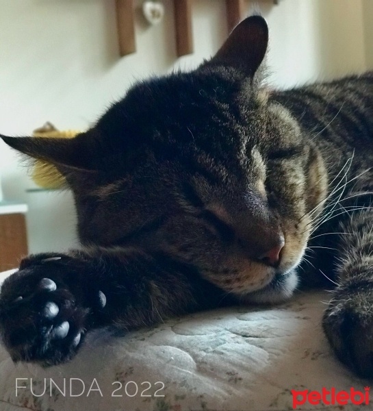 Tekir Kedi, Kedi  Bıdık fotoğrafı