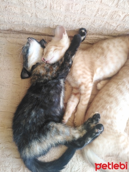 European Shorthair, Kedi  fıstık fotoğrafı
