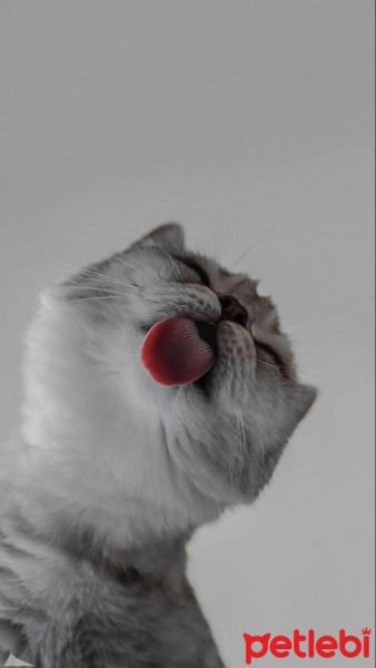 British Shorthair, Kedi  Hera fotoğrafı