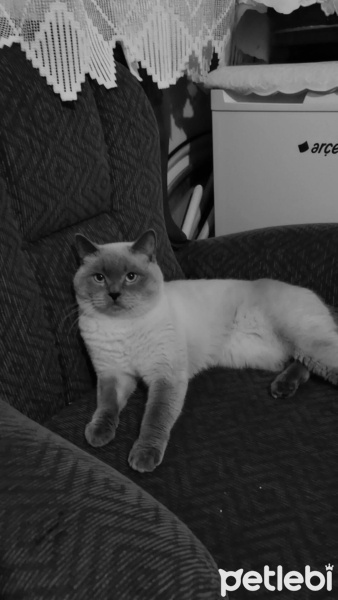 British Shorthair, Kedi  Maviş fotoğrafı