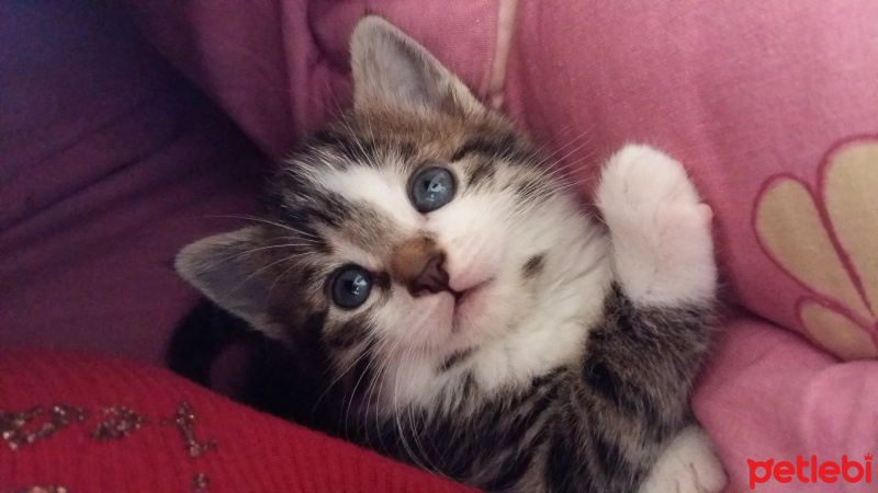 Tekir Kedi, Kedi  Radar fotoğrafı