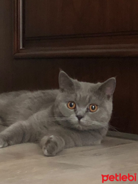 British Shorthair, Kedi  Prins Boncuk fotoğrafı