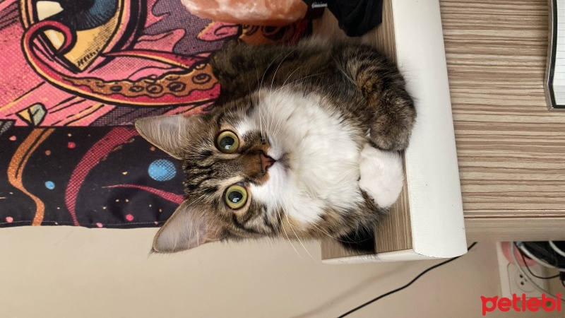 Tekir Kedi, Kedi  Miniş fotoğrafı