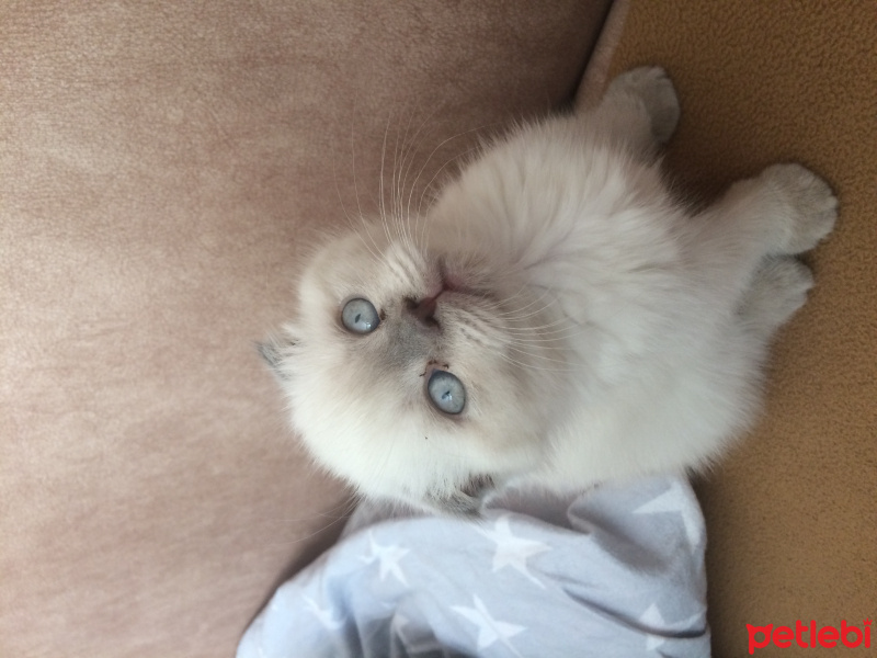 Scottish Fold, Kedi  Mia fotoğrafı