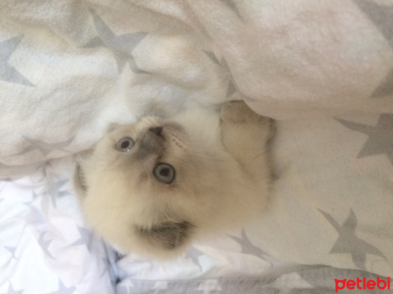 Scottish Fold, Kedi  Mia fotoğrafı