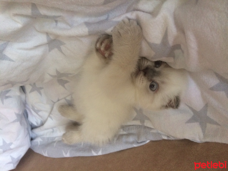 Scottish Fold, Kedi  Mia fotoğrafı