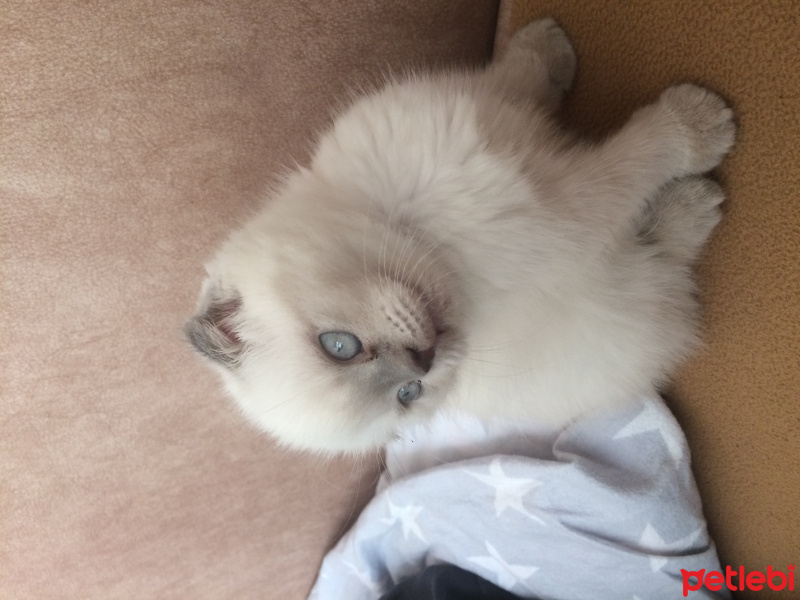 Scottish Fold, Kedi  Mia fotoğrafı