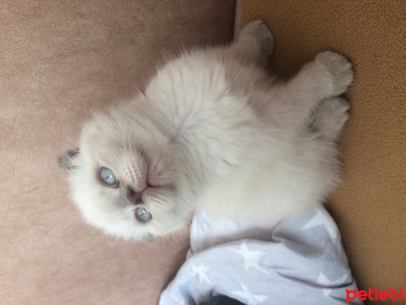 Scottish Fold, Kedi  Mia fotoğrafı