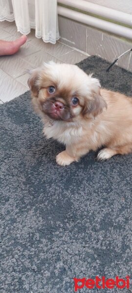 Pekingese, Köpek  Leydi fotoğrafı