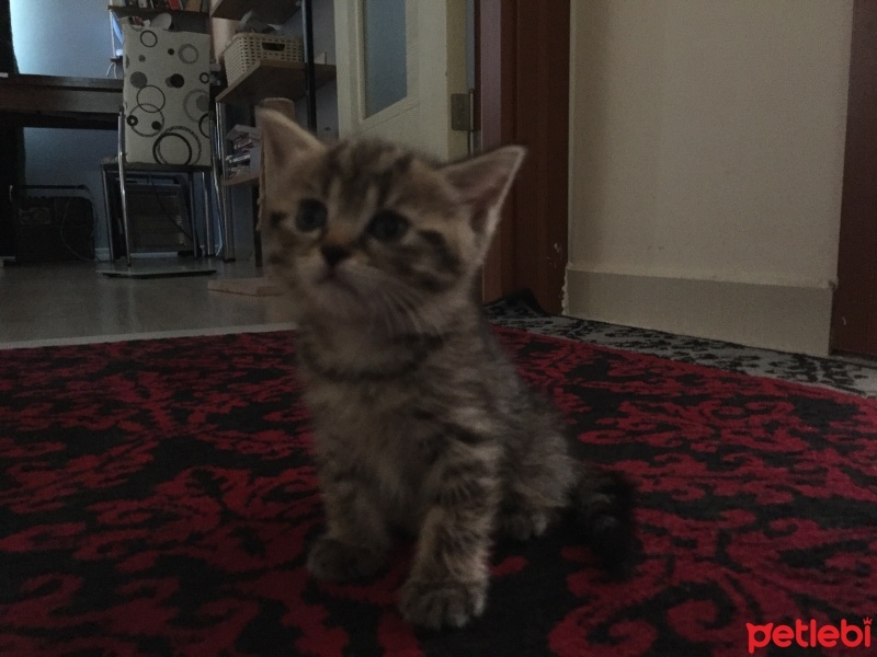 British Shorthair, Kedi  British tekir kirmasi fotoğrafı