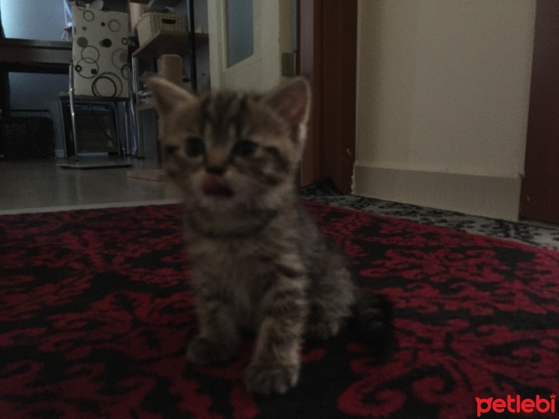 British Shorthair, Kedi  British tekir kirmasi fotoğrafı