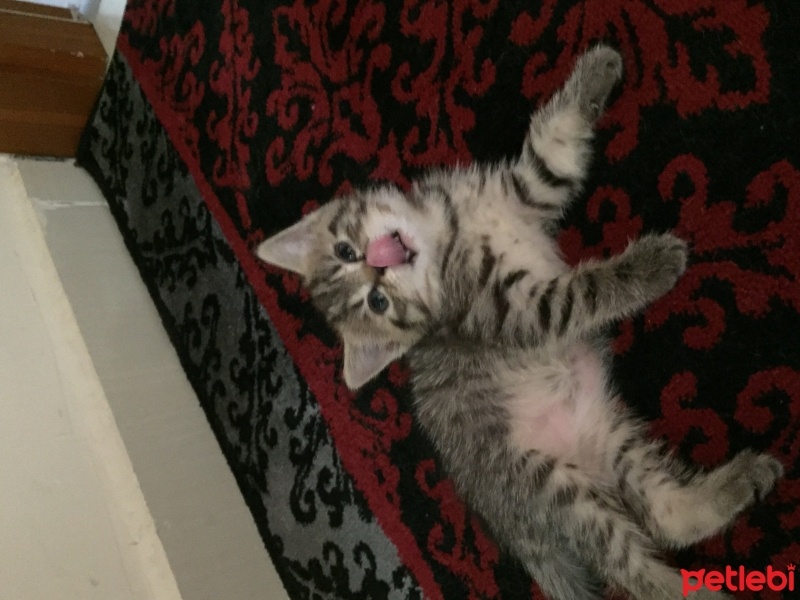 British Shorthair, Kedi  British tekir kirmasi fotoğrafı