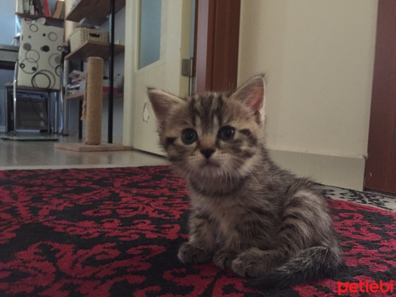 British Shorthair, Kedi  British tekir kirmasi fotoğrafı