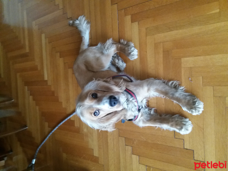 Amerikan Cocker Spaniel, Köpek  Tequila fotoğrafı