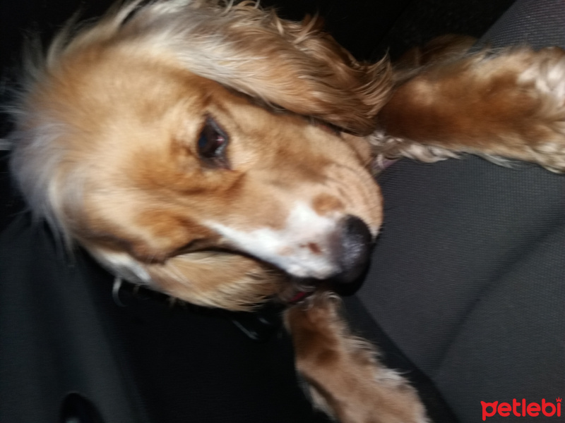Amerikan Cocker Spaniel, Köpek  Tequila fotoğrafı