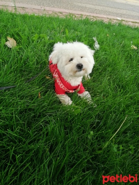 Maltese, Köpek  Gofi fotoğrafı